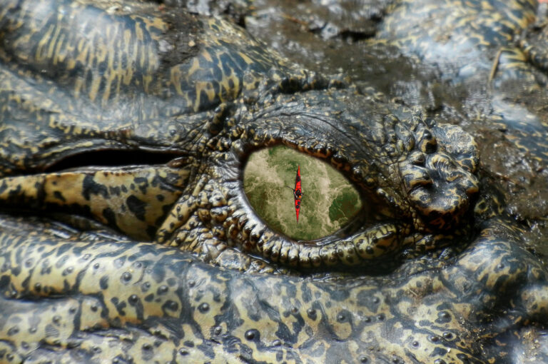 Retouche Photo faite par MP Designer Web - Œil d'un crocodile. Dans son œil une personne sur un kayak dans la mer.